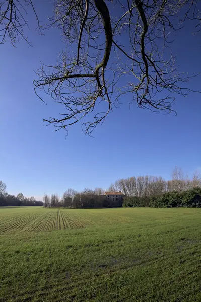 Koruluğun ortasında ekilmiş bir tarla.