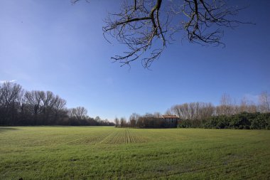 Koruluğun ortasında ekilmiş bir tarla.