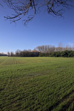 Koruluğun ortasında ekilmiş bir tarla.