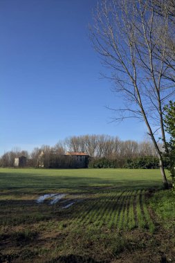 Koruluğun ortasında ekilmiş bir tarla.