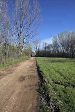 Korulukta su birikintileri olan bir patika.