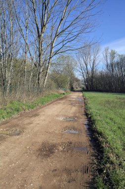 Korulukta su birikintileri olan bir patika.