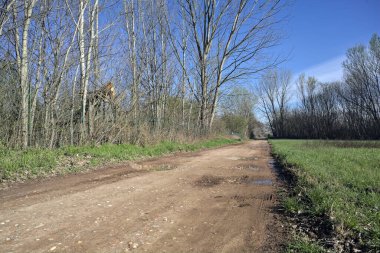 Korulukta su birikintileri olan bir patika.