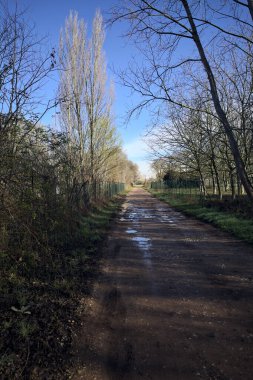 Korulukta su birikintileri olan bir patika.