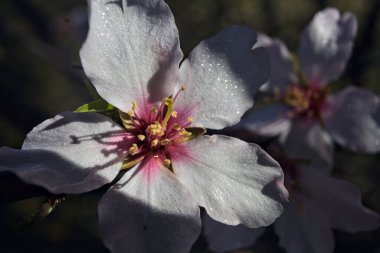 Çiçek açan kiraz ağacı dalları