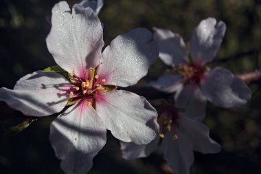 Çiçek açan kiraz ağacı dalları