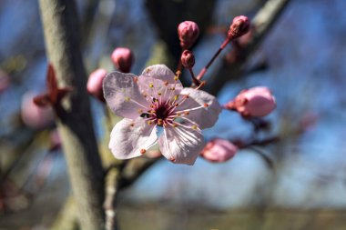 Çiçek açan kiraz ağacı dalları
