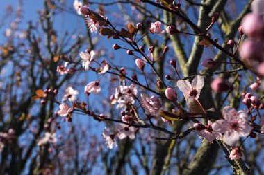 Çiçek açan kiraz ağacı dalları