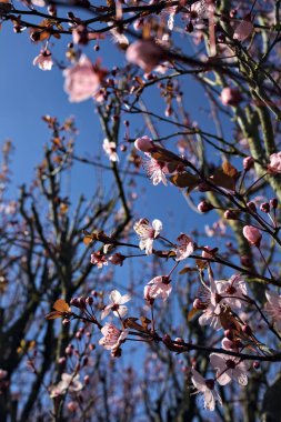 Çiçek açan kiraz ağacı dalları