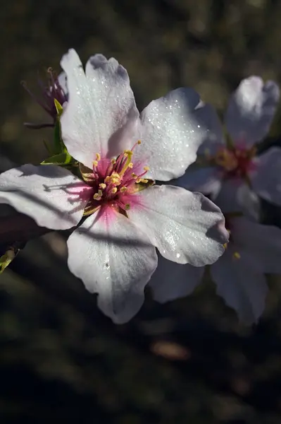 stock image Cherry tree branches in bloom