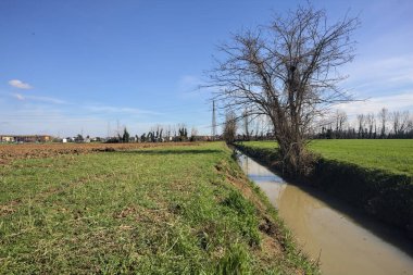 Tarlalar arasında çıplak bir ağaç olan siper
