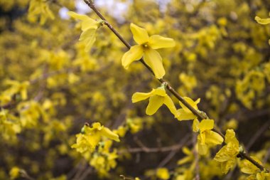 İlkbaharda açmakta olan altın dallar