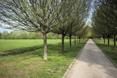 Ağaçlarla çevrili çakıl yolu