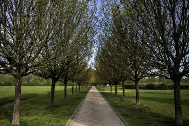Ağaçlarla çevrili çakıl yolu