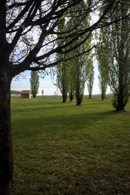 Güneşli bir günde bir parkta çimenlik