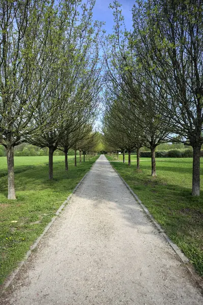 Gravel path bordered by rows of trees