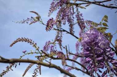 Çiçek açmış salkımlar yakından görülüyor.
