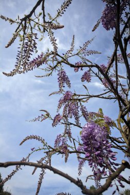 Çiçek açmış salkımlar yakından görülüyor.