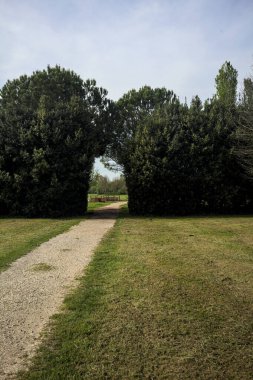 Ağaçların arasından geçen yol