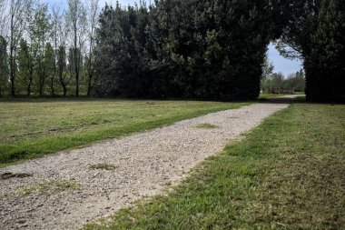 Ağaçların arasından geçen yol