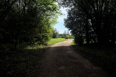 Ağaçların arasından geçen yol