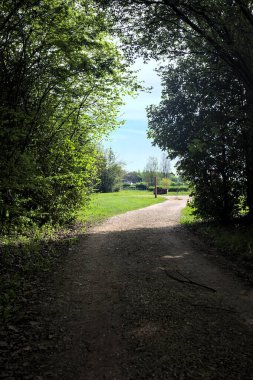 Ağaçların arasından geçen yol