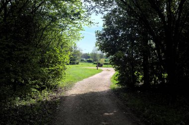 Ağaçların arasından geçen yol