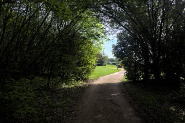 Ağaçların arasından geçen yol