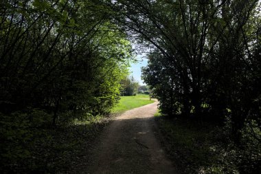 Ağaçların arasından geçen yol