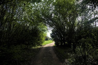 Ağaçların arasından geçen yol