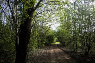 Ağaçların arasından geçen yol