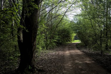 Ağaçların arasından geçen yol