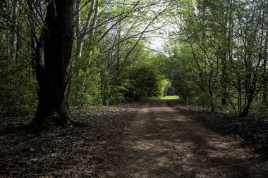 Ağaçların arasından geçen yol