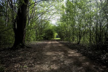 Ağaçların arasından geçen yol