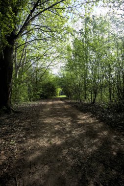Ağaçların arasından geçen yol