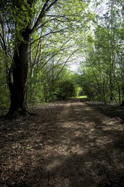 Ağaçların arasından geçen yol