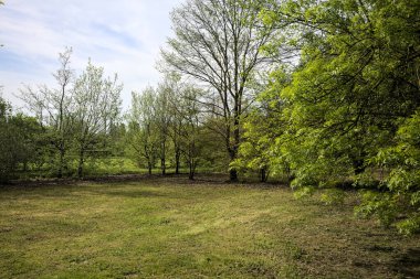 Parkta ağaçlarla çevrili çimenler.