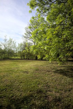 Parkta ağaçlarla çevrili çimenler.