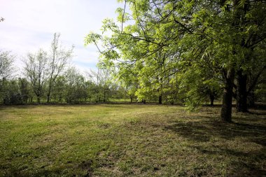 Parkta ağaçlarla çevrili çimenler.