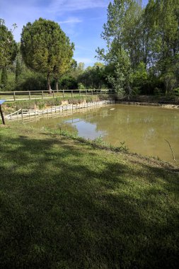 Güneşli bir günde parkta gölet