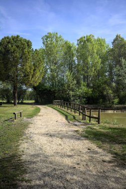 Güneşli bir günde parkta gölet