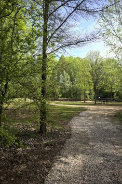 Ağaçların arasından geçen yol