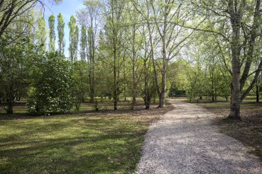 Ağaçların arasından geçen yol