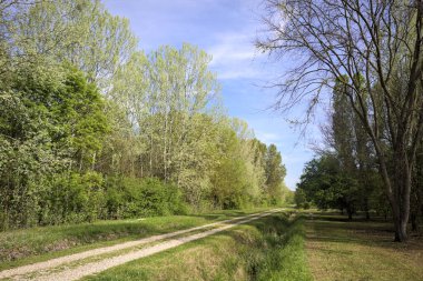 Parktaki siperlerle çevrili bir yol
