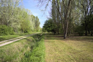 Parktaki siperlerle çevrili bir yol