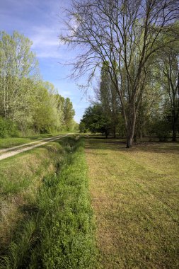 Parktaki siperlerle çevrili bir yol