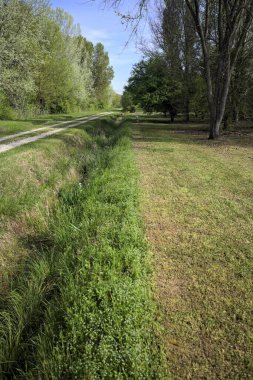 Parktaki siperlerle çevrili bir yol