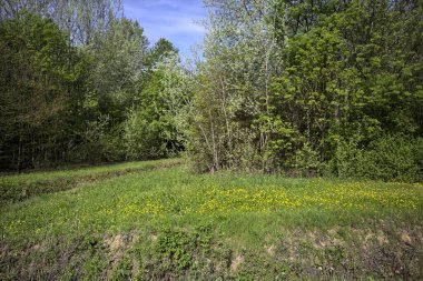 Parkta ağaçlarla çevrili çimenler.