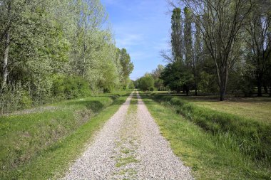 Parktaki siperlerle çevrili bir yol