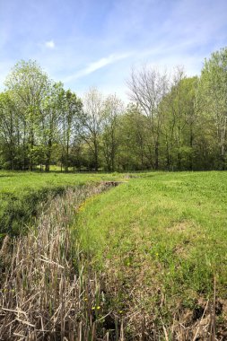 Tarlanın ortasında bitkilerle dolu bir siper.